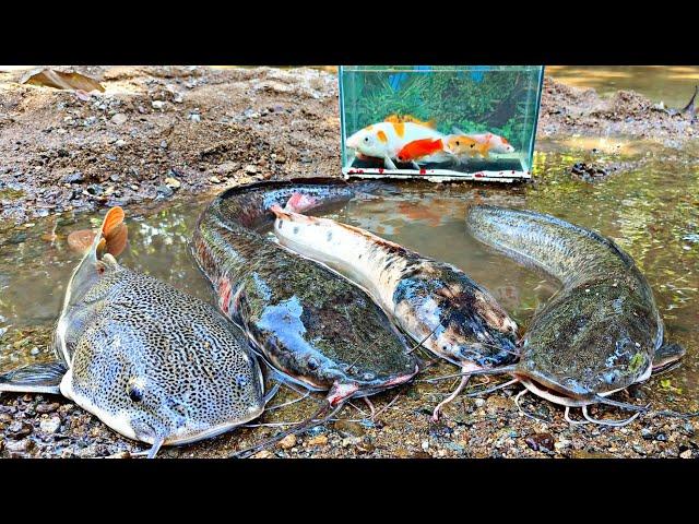 Catch big fish tiger fish, giant catfish, ornamental fish, koi fish, betta fish, channa fish