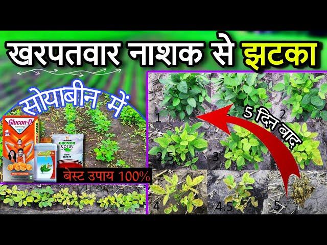 सोयाबीन में खरपतवार नाशक का झटका अब कैसे बचाएं फसल को | Soybean ki fasal sukhne se kaise bachayen