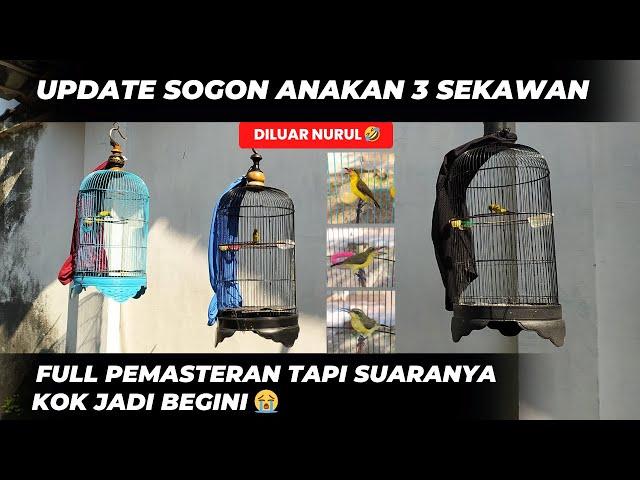 UPDATESOGON ANAKAN FULL MASTERAN TAPI YANG MASUK KOK JADI GINI 