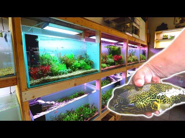 Breathtaking Hawaiian Fish Store Tour!