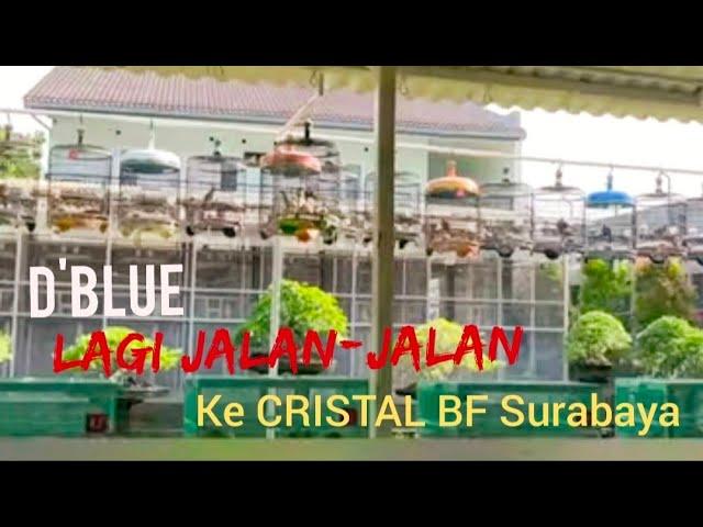 D'BLUE lagi jalan-jalan ke peternak kondang tanah air ke Cristal Bird Farm Surabaya