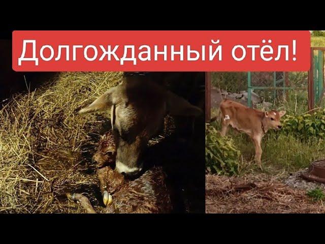 Отёл Джерсейской нетели, привезенной от канала "Молодая ферма"#изгородавдеревню #молодаяферма