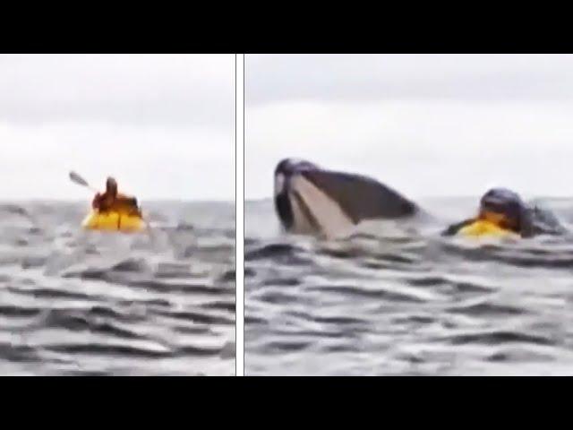 Humpback Whale Eats Kayaker Before Spitting Him Out