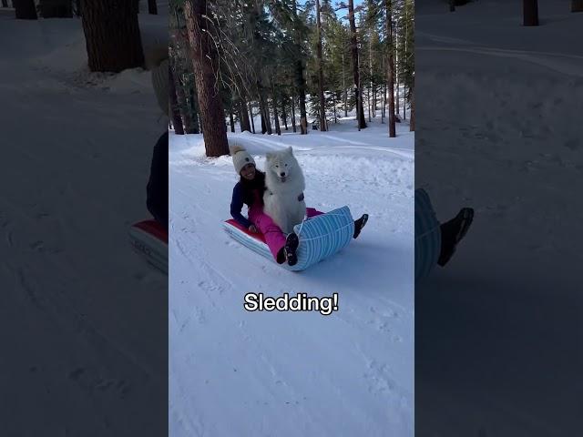 Modern day sled dog  #dog #samoyed