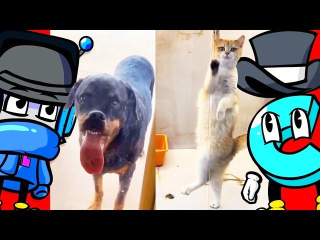 Try Not to Laugh at these Insane Cats and Dogs!