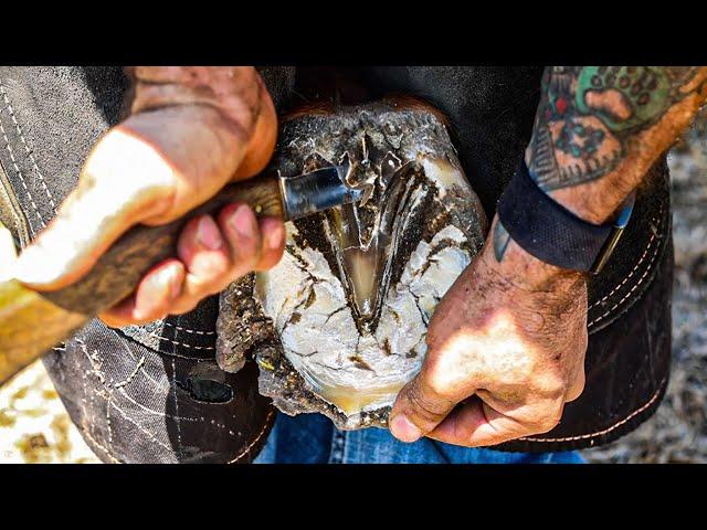 Satisfying Horse Hoof Trimming Compilation