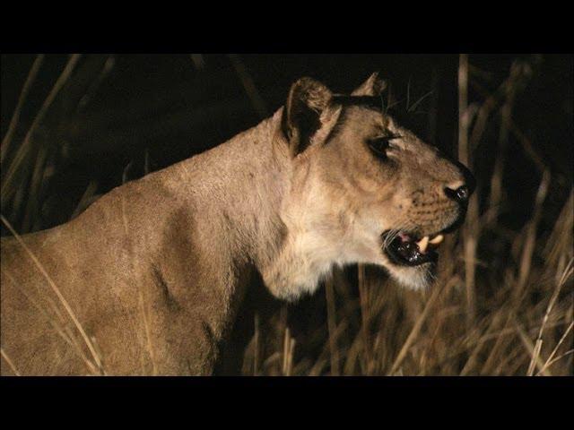 Lions Vs. Hippo