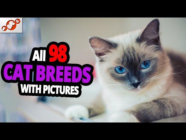  All Cat Breeds A-Z With Pictures! (all 98 breeds in the world)