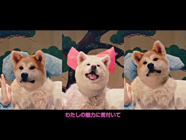 MOFU MOFUDOGS “Waiting4U〜モフモフさせてあげる〜” M/V (AKITA DOG POP STAR)