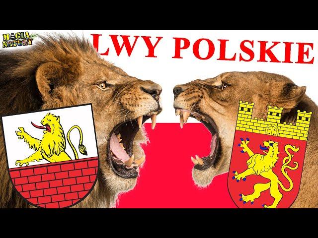 Władał Światem i Ziemią Polską - LEW - Dlaczego Jest Królem?