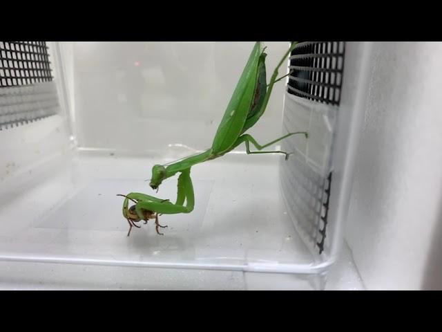 Perfect defence of bombardier beetles against praying mantises／ミイデラゴミムシは「オナラ」で必ずカマキリの捕食から逃れる