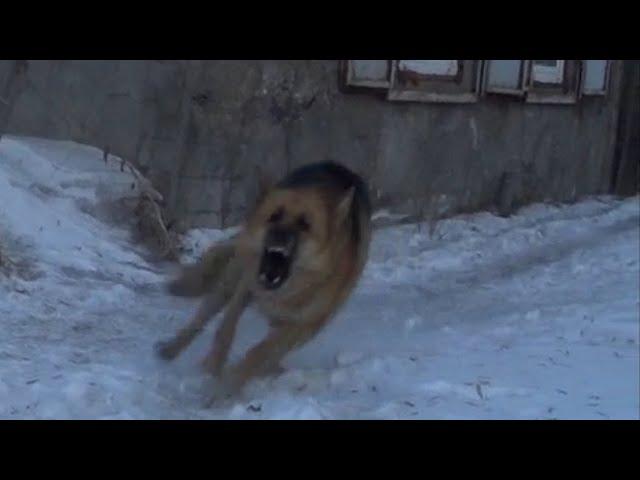 Овчарка. Перцовый баллончик против Собак -16 Перец. Pepper spray vs dogs. велосипедист #352