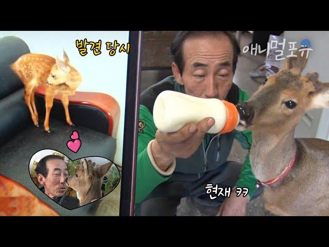 구조 당시 1kg도 안 됐던 아기 야생 노루 아저씨의 보살핌 후 현재.. 30kg라고?!｜KBS 생활의 발견 170223 방송