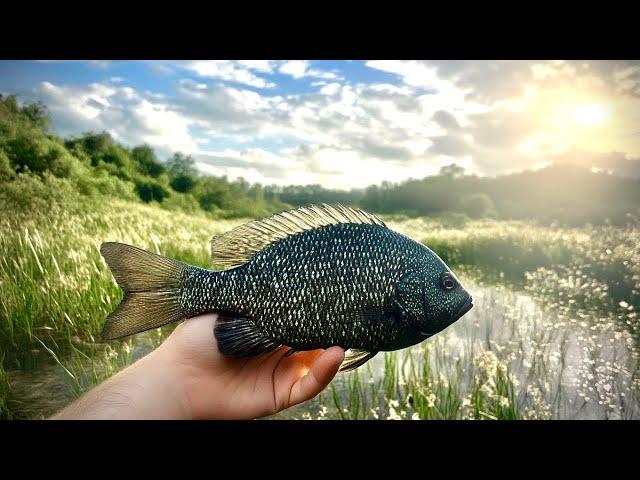 This HIGHLY INVASIVE Cichlid is Taking Over our Local Canal (Catch and Cook)