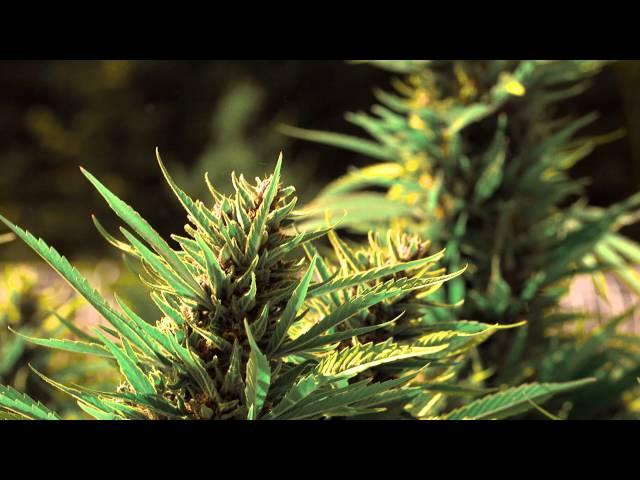 Rebel Grown Strain Teaser