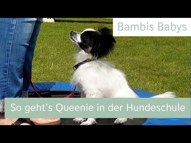 Mutiger Papillon Welpe Queenie in der Hundeschule | Bambis Babys | Miau Wuff Moin