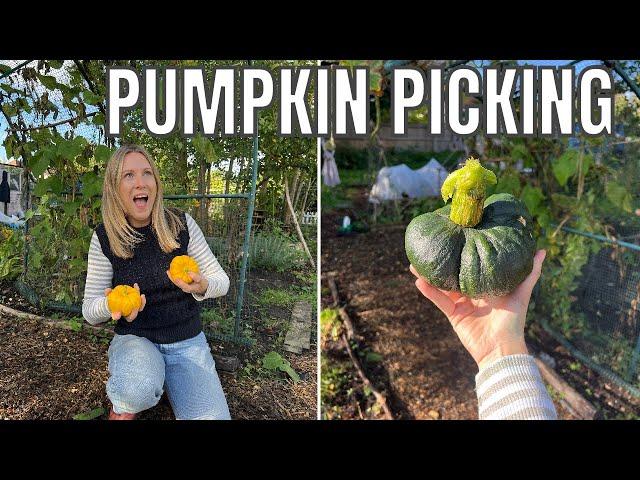 PICKING THE PUMPKIN! / ALLOTMENT GARDENING UK