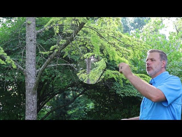 Golden larch (Pseudolarix amabilis) - Plant Identification