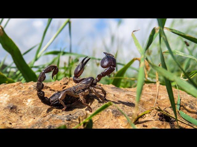 Scorpio maurus fuscus, Israeli subspecies of North African and Middle Eastern Large-clawed scorpion