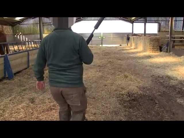 TB Free England: Cattle shot at David Barton's farm