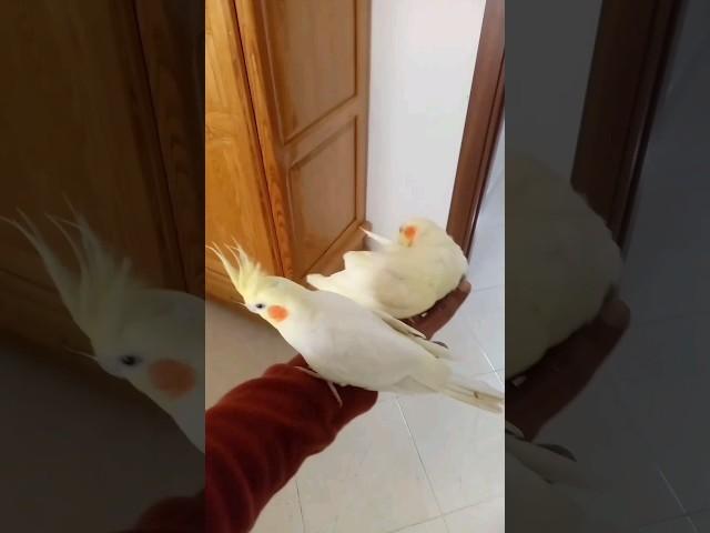 #cockatiel #cockatielsinging #birds #parrot #pets #cockatielsing #cute