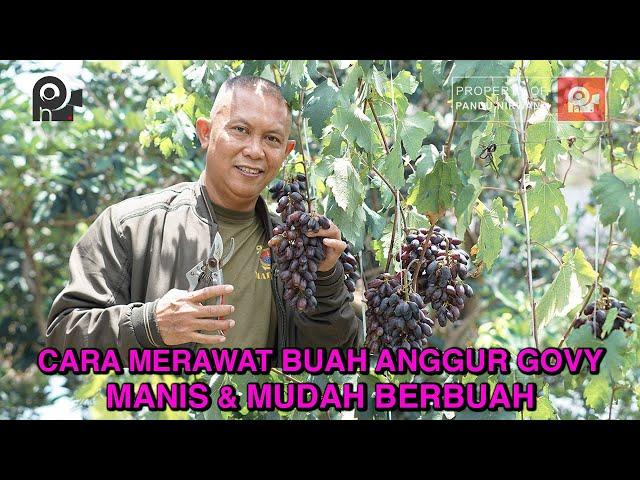 CARA MERAWAT BUAH ANGGUR GOVY, MANIS DAN MUDAH BERBUAH !