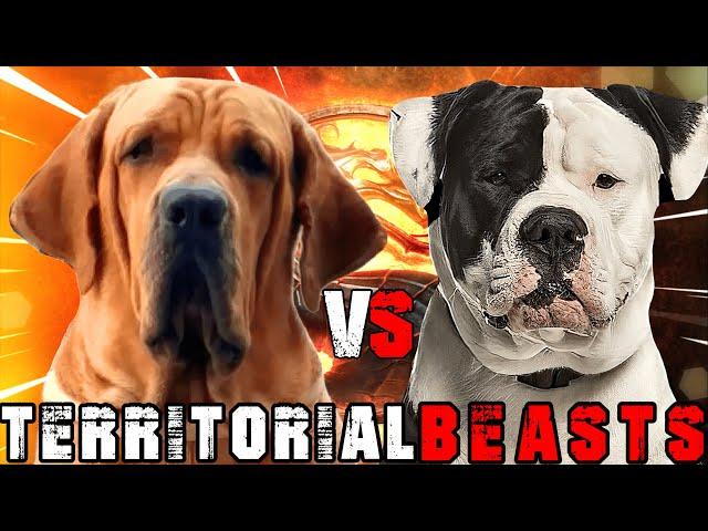 Fila Brasileiro vs American Bulldog | American Bulldog vs Fila Brasileiro |  Billa Boyka |