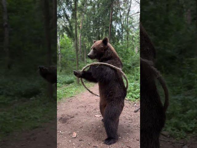 Медведь Том помнит сложный цирковой трюк.