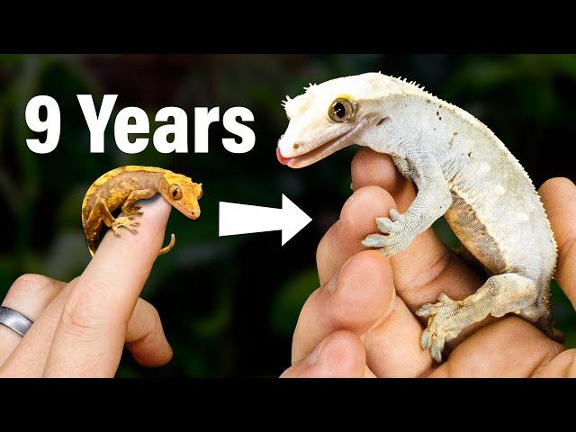 9 Year Evolution of My Geckos & Their Vivariums: What I've Learned
