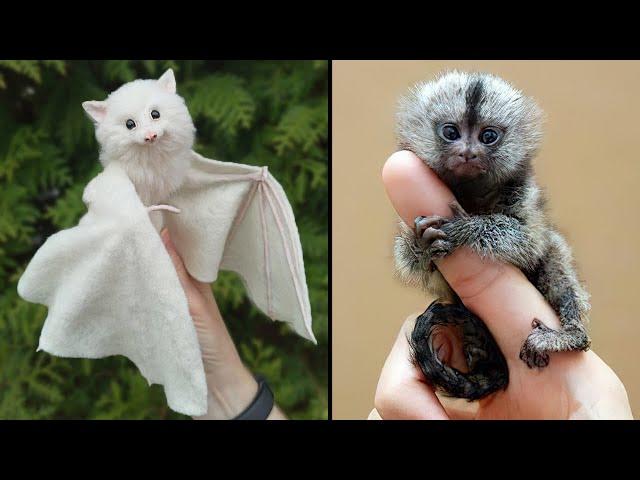 25 Cutest Exotic Animals You Can Own As Pets