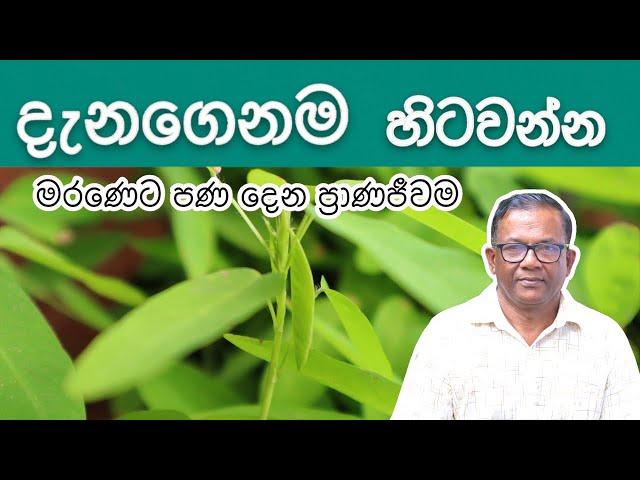 දැනගෙනම හිටවන්න | Pranajeewa Plant | Ceylon Agri| Episode 359