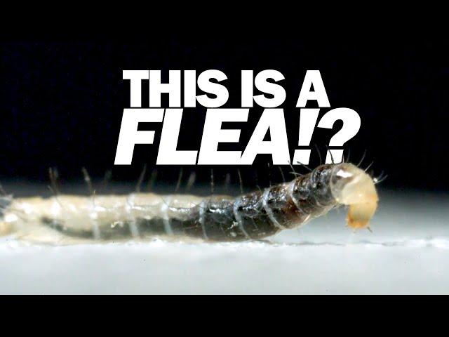 I've never seen a FLEA move like this!