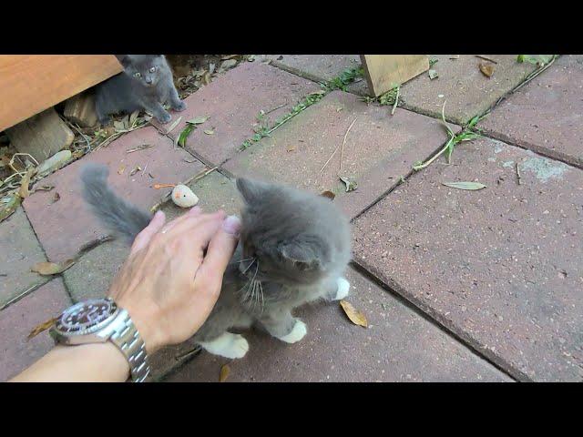 Fluff Ball rolls over and shows her belly for the first time !!