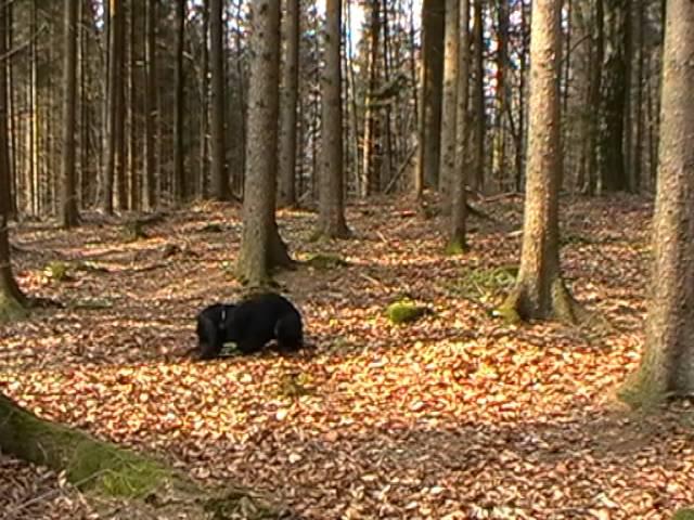 Ablage im Wald Teil 1: steigende Ablenkung