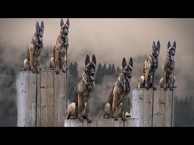 Belgian Malinois: The Insane Superhero Dog