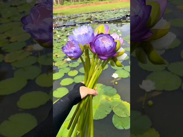 Beautiful Unique Water Lily #satisfying #flowers #naturelovers