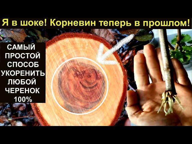 САМЫЙ ПРОСТОЙ СПОСОБ УКОРЕНИТЬ ЛЮБОЙ ЧЕРЕНОК 100% Черенкование.  Черенки винограда. Черенкование роз