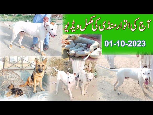 Latest dogs video 01-10-2023 | kohat mandi complete video | kohat mandi mokamal video |Mubashir info