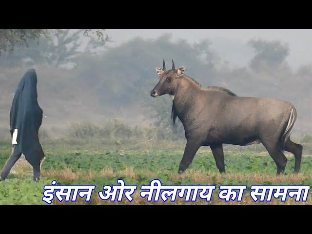 Nilgai aur Insan me se kaun darta hai ? ||Techearth|| 