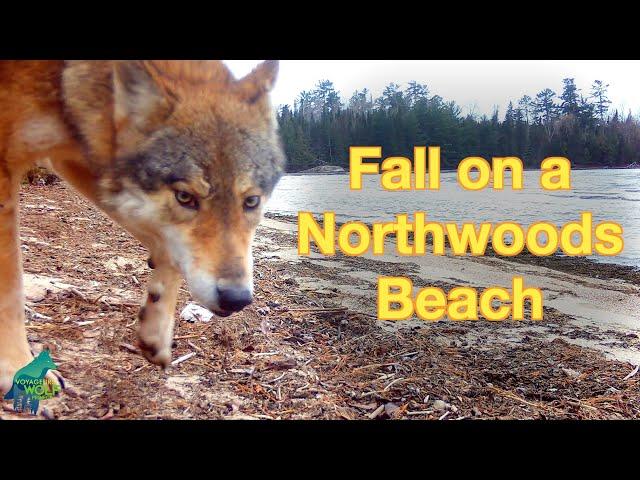 Fall on a Northwoods Beach from a trail camera