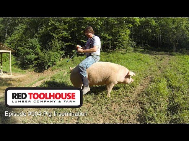 Episode 4 - Pig Insemination - Artificial insemination on pastured hogs