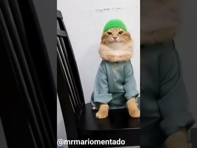 Muslim cat  meme {template } subscribe!!#plslikesubscribe #shorts