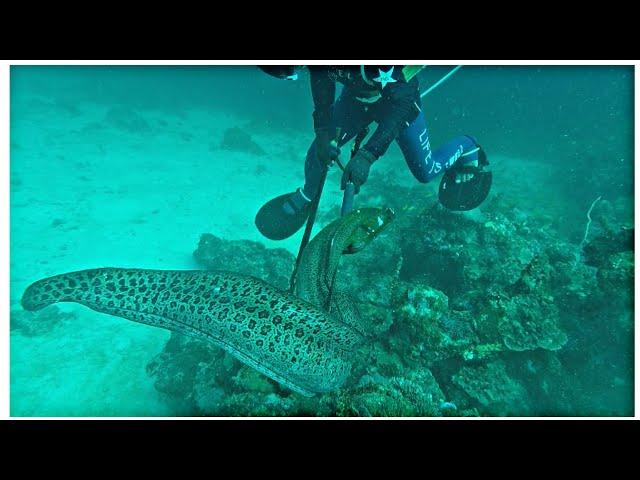 Memanah belut laut beratnya sampai 13KG