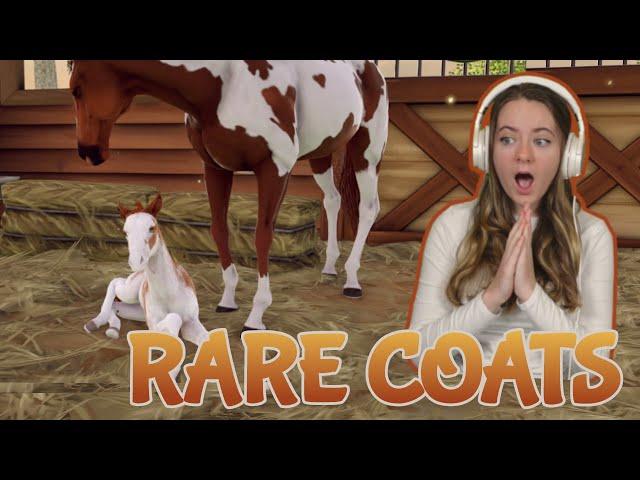 BREEDING BEAUTIFUL RARE HORSES AND COATS - Rival Stars Horse Racing | Pinehaven