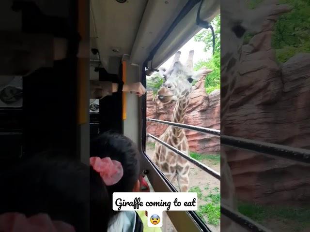 Giraffe coming to eat leaves  #ive  #korean