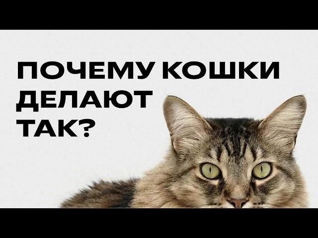 Почему кошки делают ЭТО? 8 удивительных инстинктов, которые остались от предков!