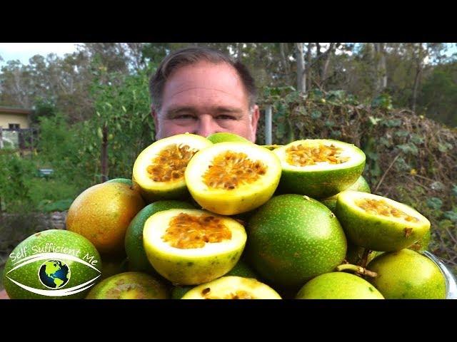 5 Tips How To Grow a Ton of Passionfruit From ONE Passion Fruit!