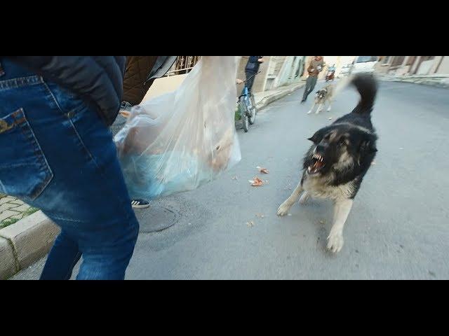 WE WENT TO FEED THE PSYCHO STREET DOG ! (HE WOULD EAT US INSTEAD OF MEAT))