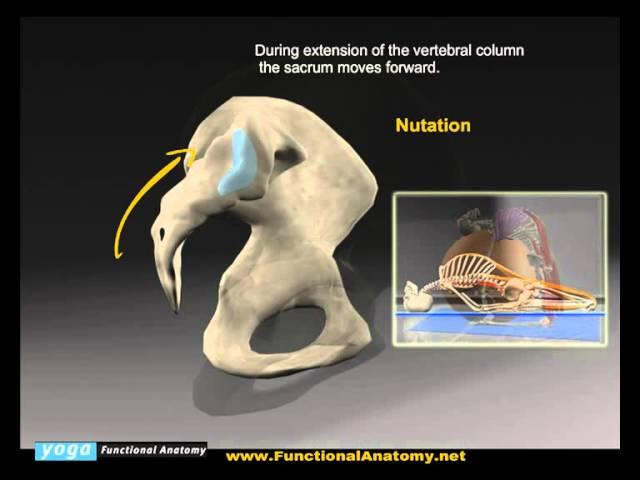 Sacroiliac Joint