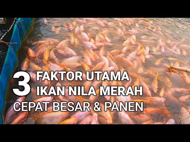 CARA TERNAK IKAN NILA MERAH CEPAT BESAR